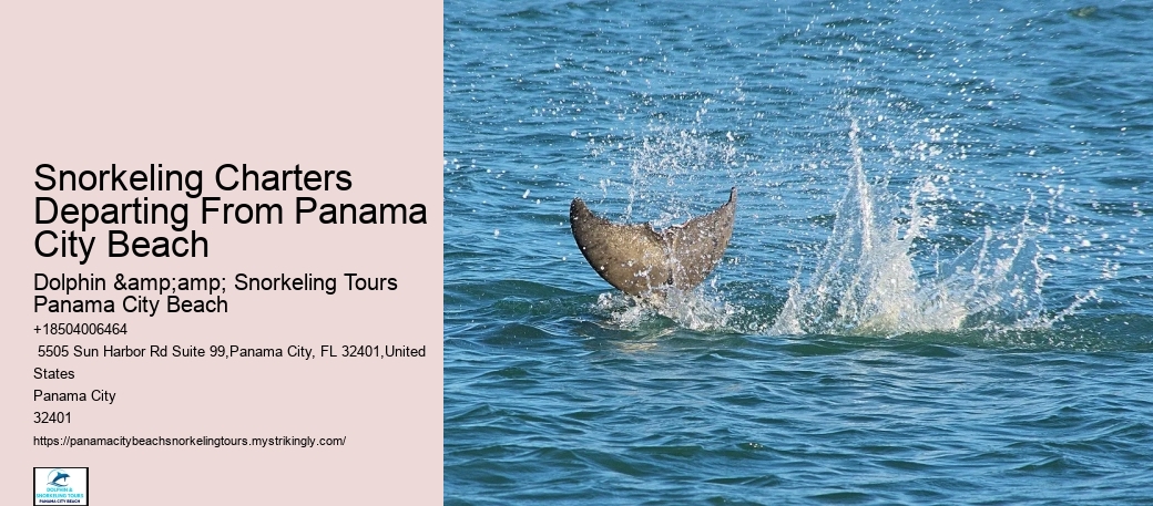 Dolphin And Snorkeling Tours Panama City Beach Beach Fl