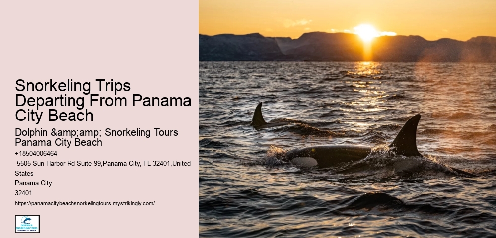 Panama City Beach Snorkeling Tours 2023
