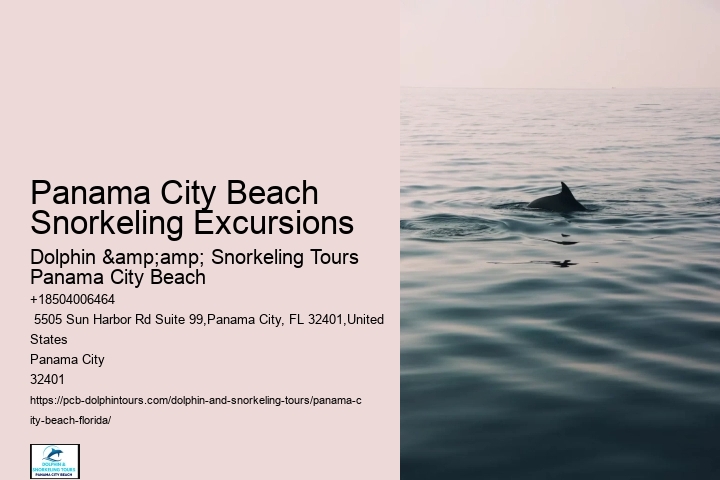 Swimming With Dolphins