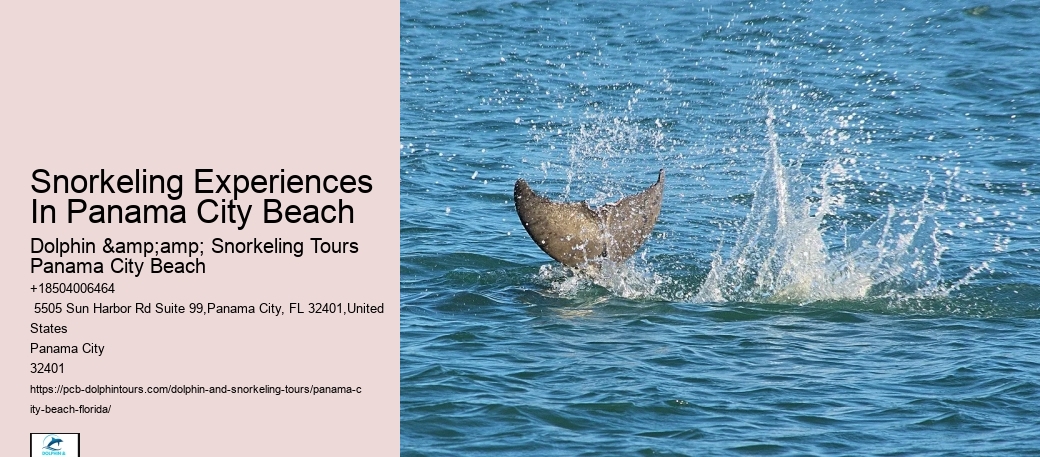 Panama City Beach Snorkeling Tours Dolphin
