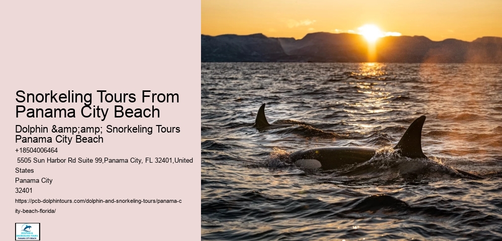 Panama City Beach Snorkel Discovery Tours